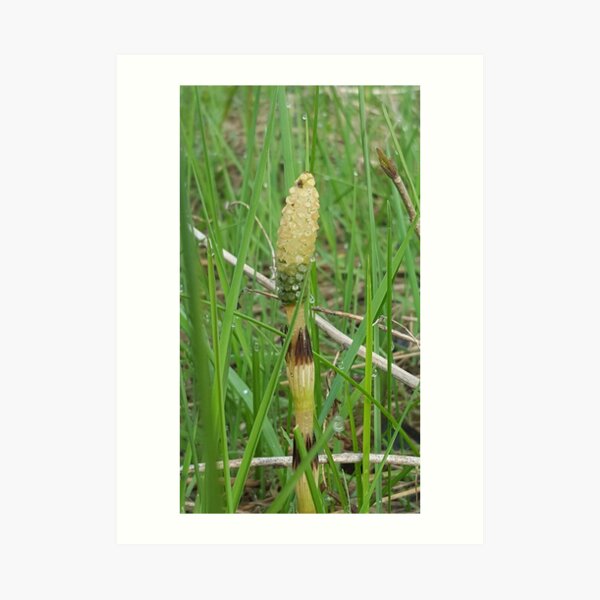 The Weird of Nature Art Print