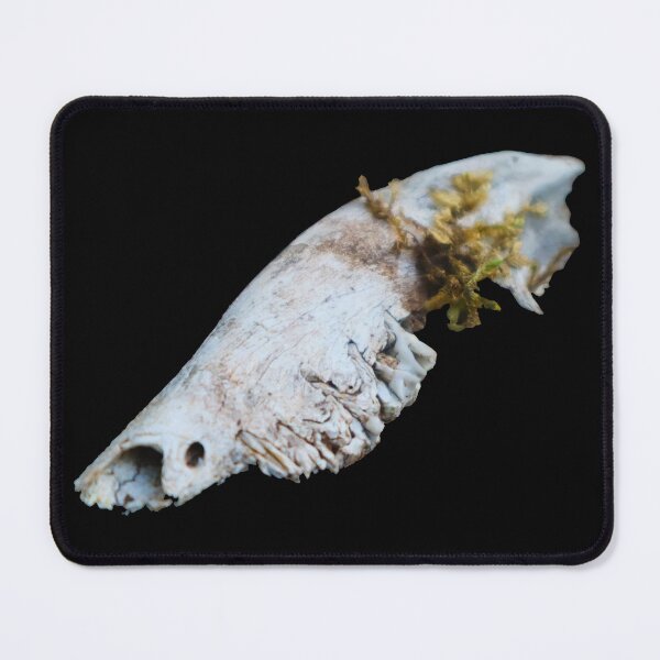 Item preview, Sheep Jawbone with Club Moss designed and sold by Maddy the Maker.