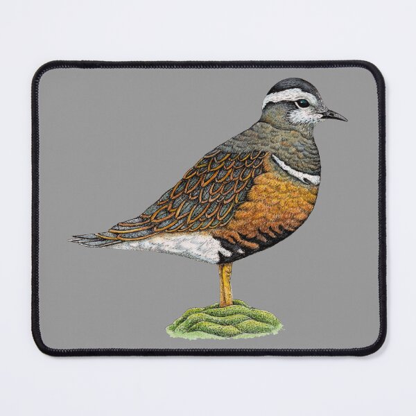 Item preview, Rare Dotterel Bird Study designed and sold by Christina Plumb.