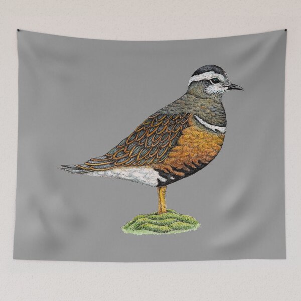 Item preview, Rare Dotterel Bird Study designed and sold by Christina Plumb.