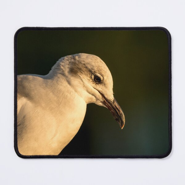 Item preview, Laughing Gull Deep In Thought designed and sold by Debra Martz.
