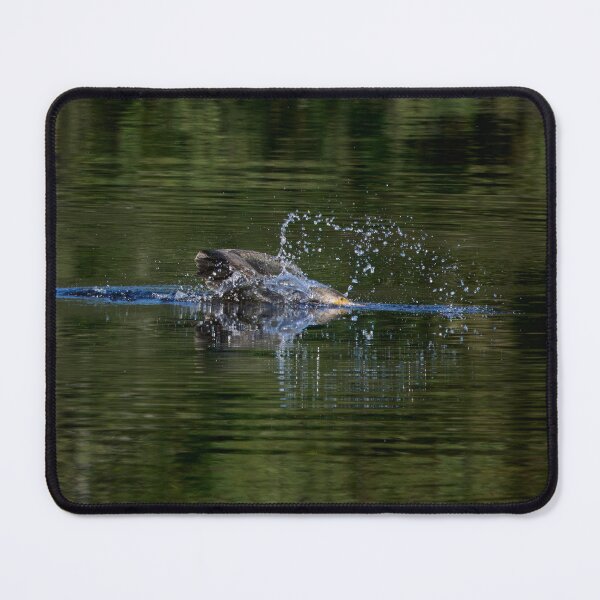 Item preview, Splash and go. Great cormorant designed and sold by Jouko Lehto Photography.