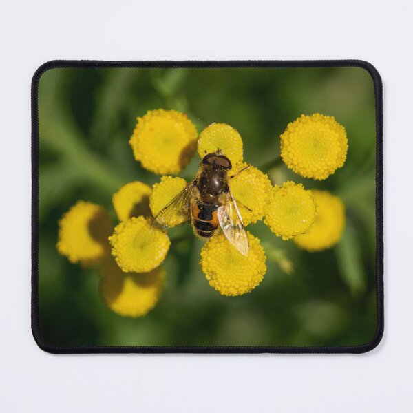 Item preview, Plain-faced Dronefly on Tansy designed and sold by Jouko Lehto Photography.