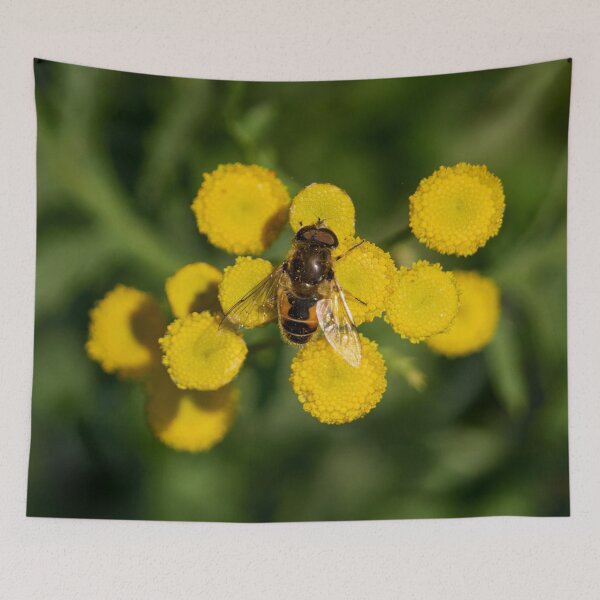 Item preview, Plain-faced Dronefly on Tansy designed and sold by Jouko Lehto Photography.