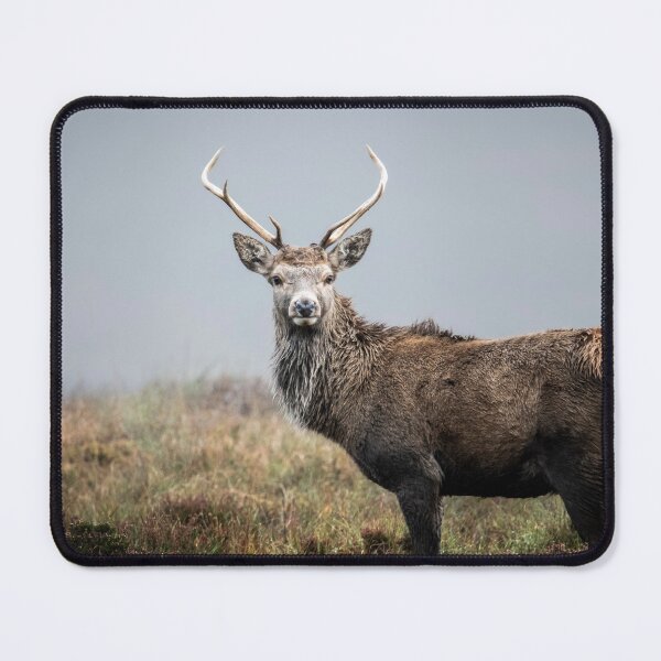 Item preview, Misty Scottish Highlands Stag designed and sold by CEastwoodPhotos.