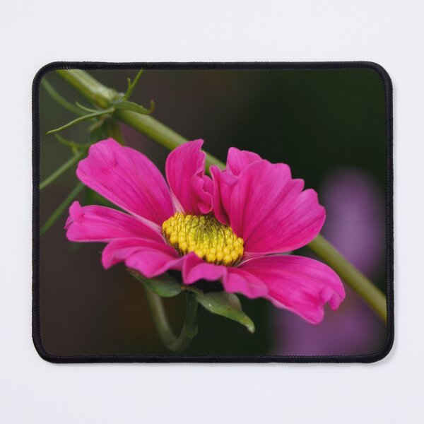 Item preview, Pink Cosmos designed and sold by Cblifeisgood.