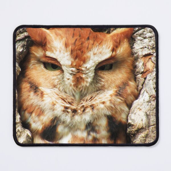 Item preview, Green Eyed Screech Owl designed and sold by Kerri Ann McClellan.