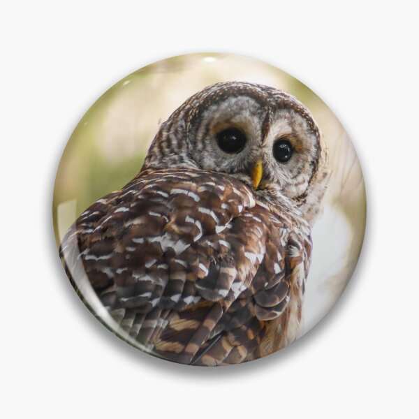 Item preview, Barred Owl Perched designed and sold by Kerri Ann McClellan.