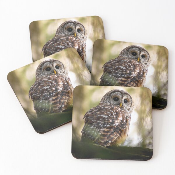Item preview, Barred Owl Perched designed and sold by Kerri Ann McClellan.