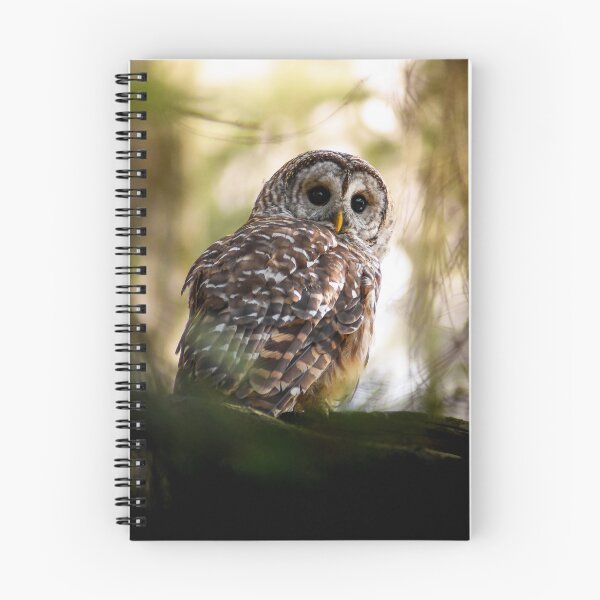 Item preview, Barred Owl Perched designed and sold by Kerri Ann McClellan.