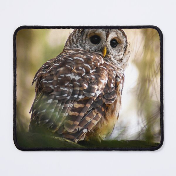Item preview, Barred Owl Perched designed and sold by Kerri Ann McClellan.