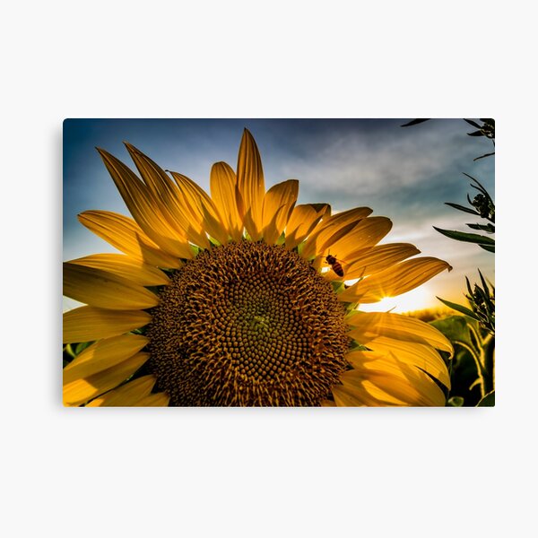 Sunflower 01 Canvas Print