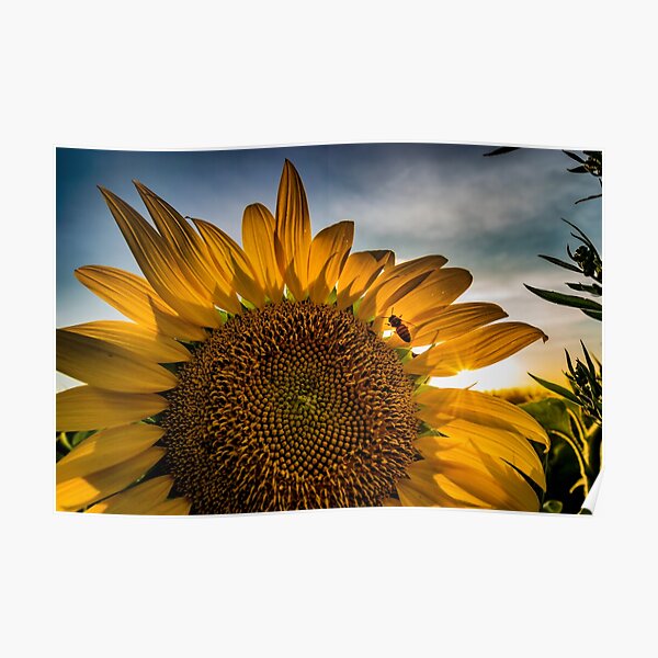 Sunflower 01 Poster