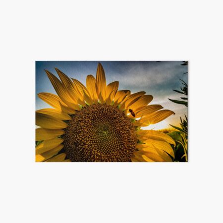 Sunflower 01 Art Board Print
