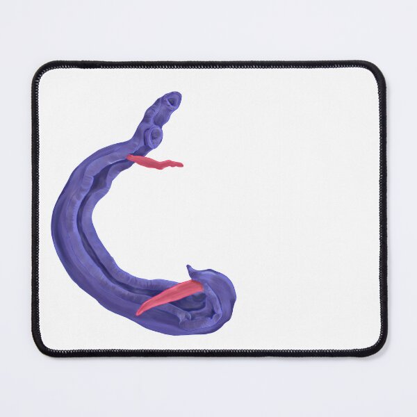 Item preview, Schistosoma spp designed and sold by Thevetstudent.