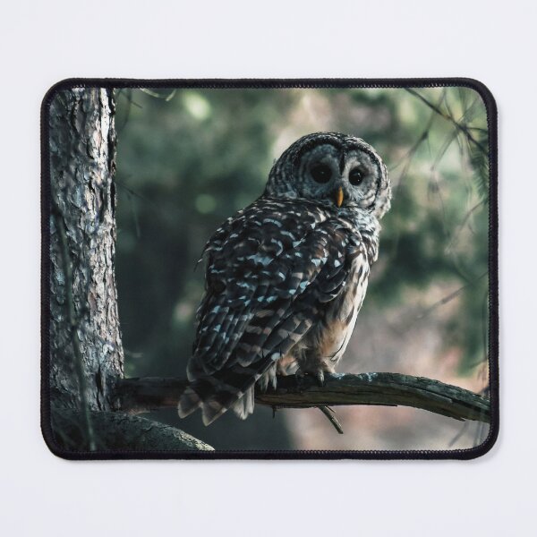 Item preview, Green Tinted Barred Owl designed and sold by Kerri Ann McClellan.