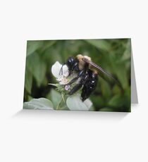 Mine! All Mine! Greeting Card