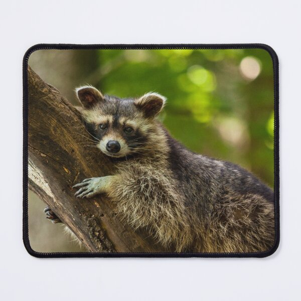 Item preview, Raccoon portrait - photography by elbvue designed and sold by elbvue.