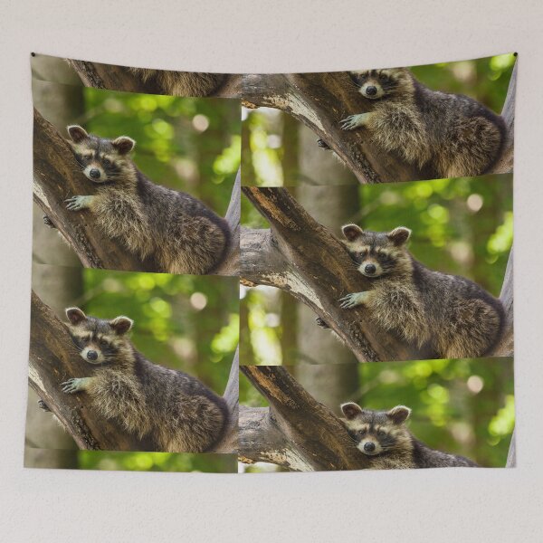 Item preview, Raccoon portrait - photography by elbvue designed and sold by elbvue.