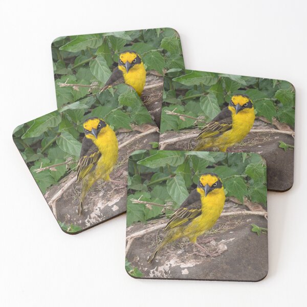 Item preview, A Severe Baglafecht Weaver designed and sold by KristalStittle.