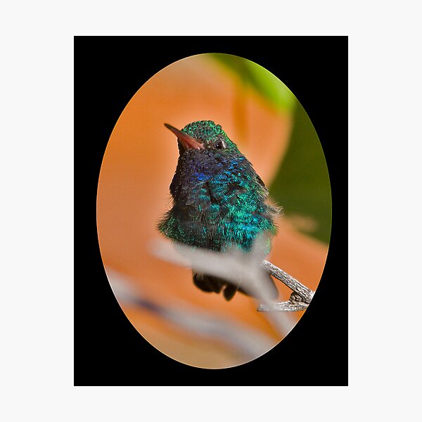 Item preview, Hummingbird 1 designed and sold by Albert Crawford.