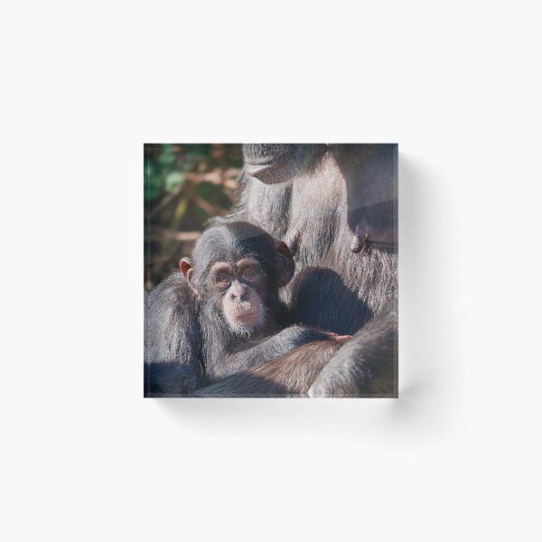 Item preview, Gentle Beginnings – Chimpanzee Love designed and sold by rawshutterbug.