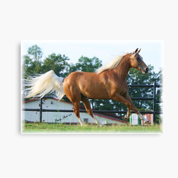 The Midas Touch Canvas Print