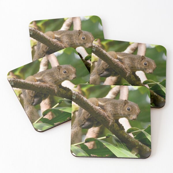 Item preview, Squirrel! designed and sold by EWoodward-Photo.