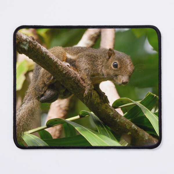 Item preview, Squirrel! designed and sold by EWoodward-Photo.