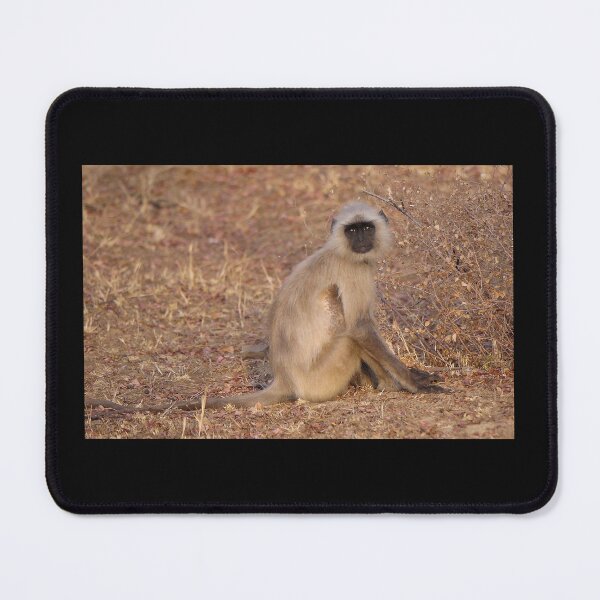 Item preview, Langur Languishing  designed and sold by EWoodward-Photo.