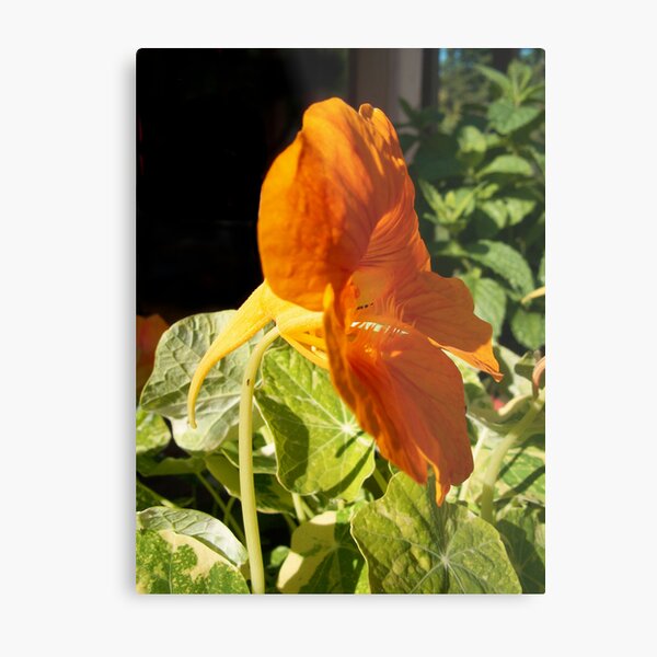 Nasturtium in profile Metal Print
