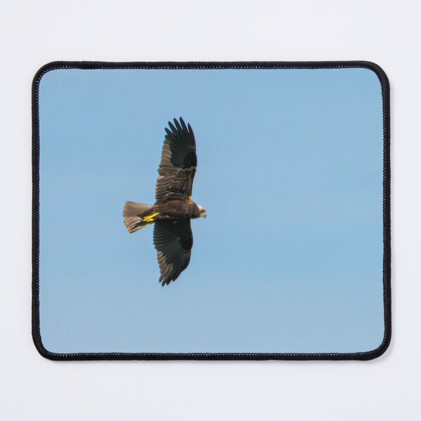 Item preview, Marsh Harrier designed and sold by Ralph Goldsmith.