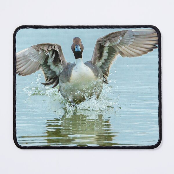 Item preview, Pintail Landing designed and sold by Dalyndigital Photography.