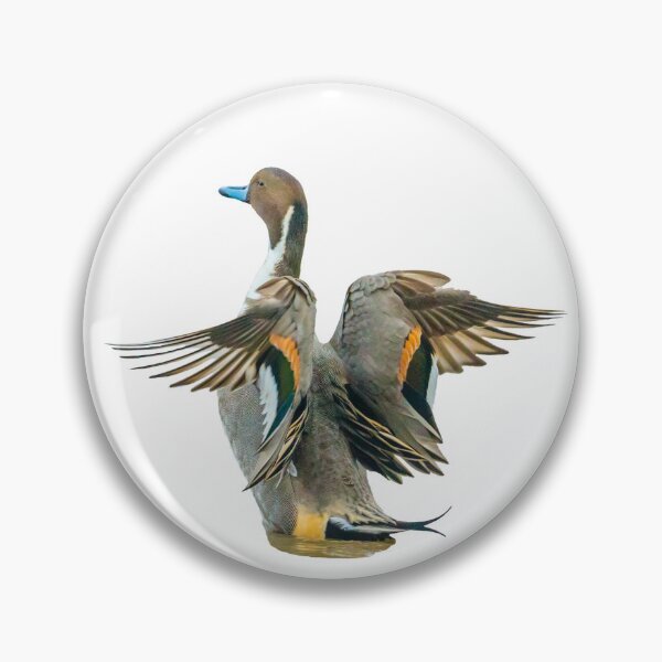 Item preview, Pintail Duck in a flap designed and sold by Dalyndigital Photography.