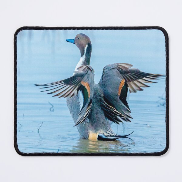 Item preview, Pintail Duck in a flap designed and sold by Dalyndigital Photography.