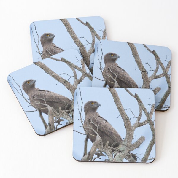 Item preview, Brown Snake-Eagle (Circaetus cinereus) designed and sold by Yair Karelic.