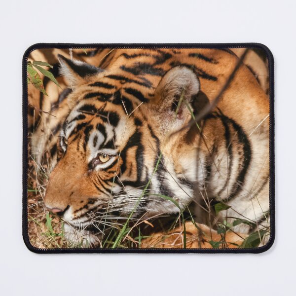 Item preview, Wild Bengal Tiger designed and sold by Dalyndigital Photography.