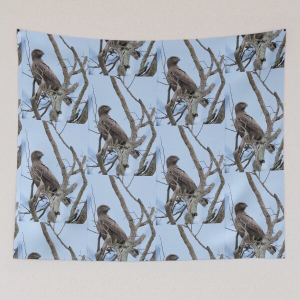 Item preview, Brown Snake-Eagle (Circaetus cinereus) designed and sold by Yair Karelic.