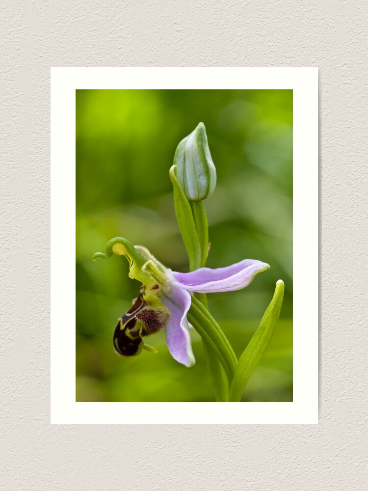 Alternate view of Bee Orchid (Ophrys apifera) Art Print
