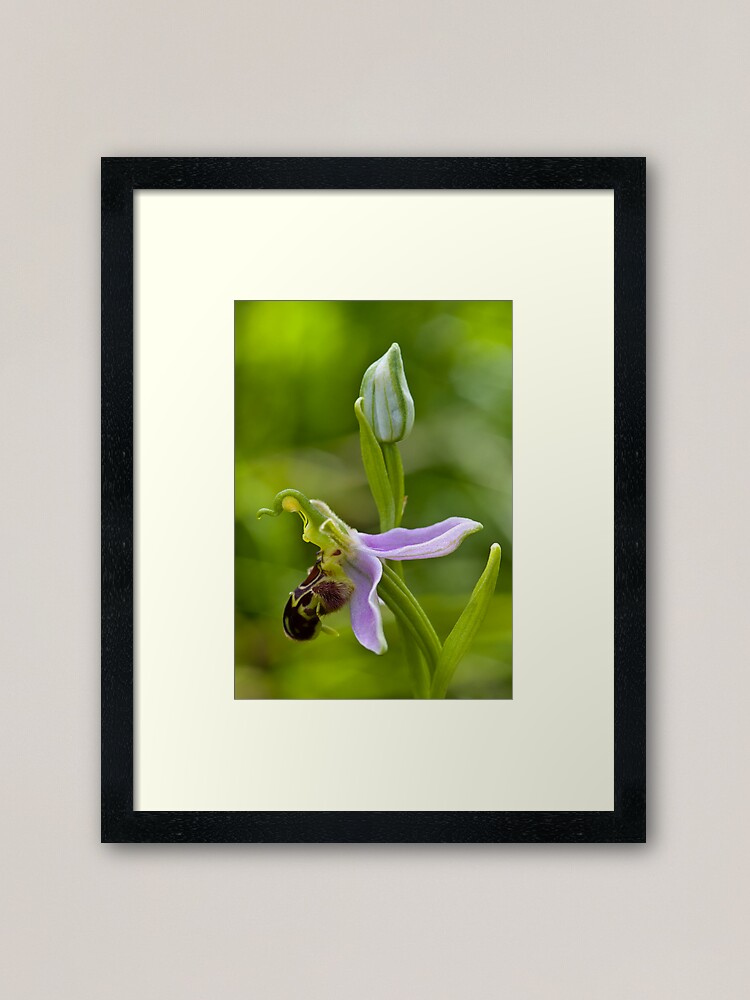 Alternate view of Bee Orchid (Ophrys apifera) Framed Art Print
