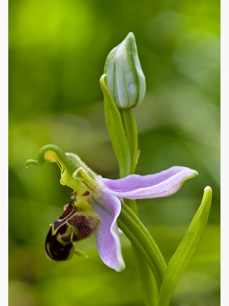 Bee Orchid (Ophrys apifera) by SteveChilton