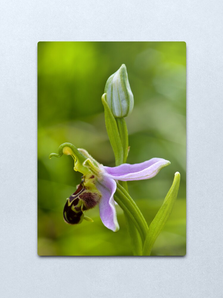 Alternate view of Bee Orchid (Ophrys apifera) Metal Print