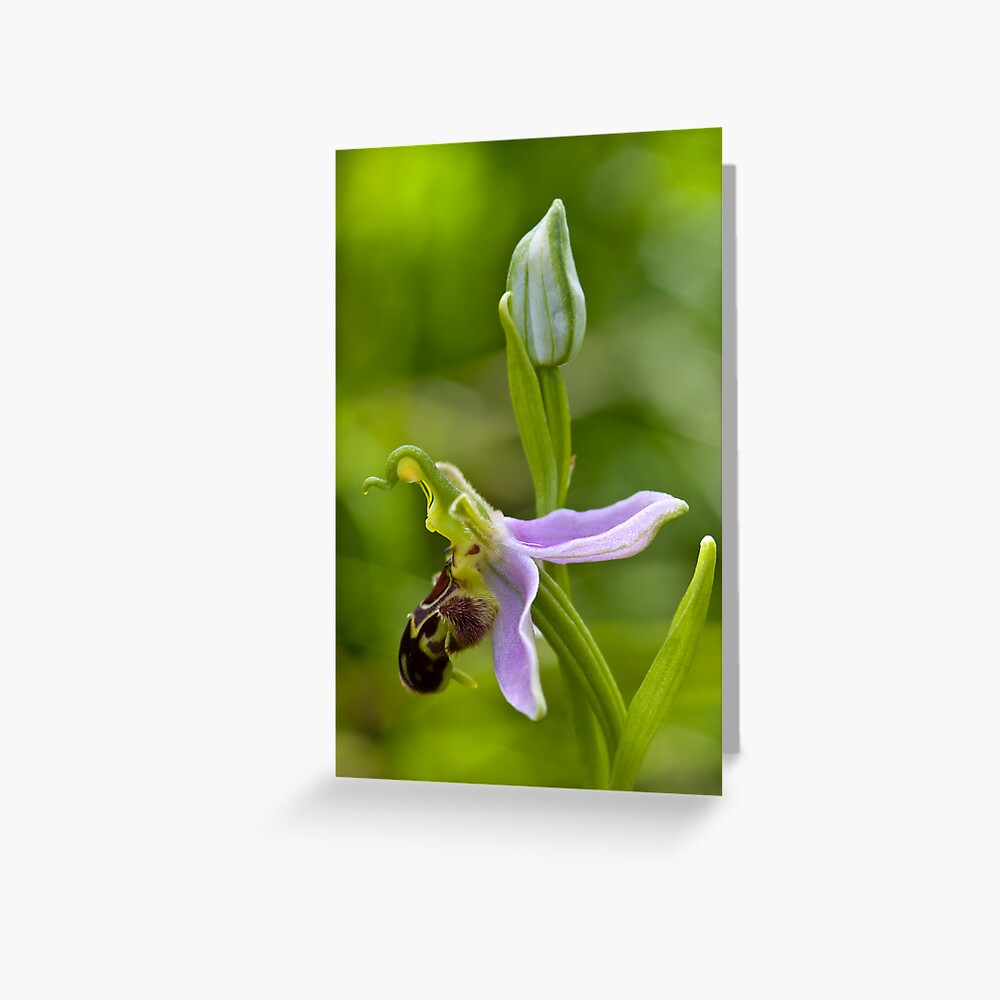 Bee Orchid (Ophrys apifera) Greeting Card