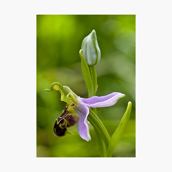 Bee Orchid (Ophrys apifera)  Photographic Print