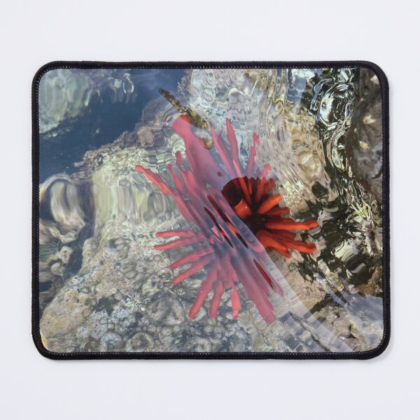 Item preview, Red Sea Urchin – Tidepool Ocean Photography designed and sold by TrisaThyme.