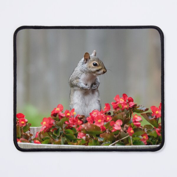 Item preview, Squirrel posing in flowers award winning exhibit designed and sold by Polky Art.