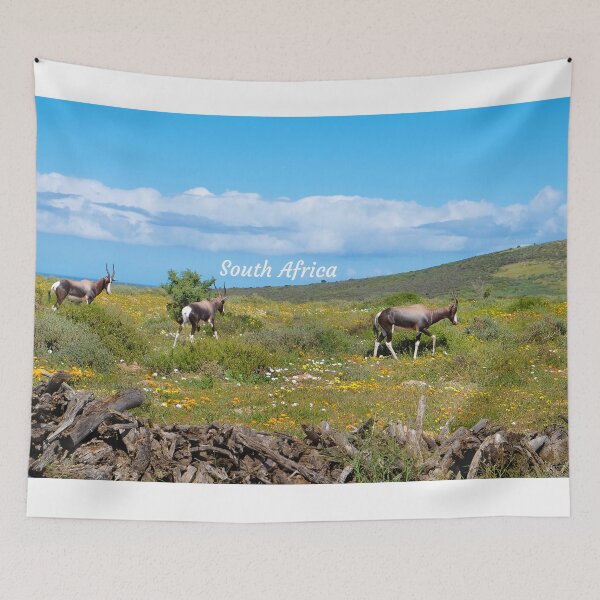 Item preview, Bontebok in the Nature Reserve in Langebaan native to South Africa. designed and sold by Photos By Jadene - South Africa.
