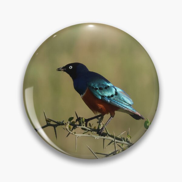 Item preview, Superb Starling on Thorns designed and sold by KristalStittle.
