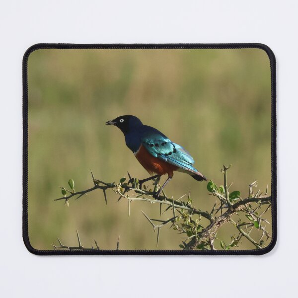 Item preview, Superb Starling on Thorns designed and sold by KristalStittle.