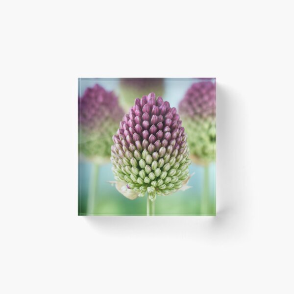 Item preview, Allium sphaerocephalon   AGM  Round-headed garlic  Round-headed leek  designed and sold by Chris Burrows.
